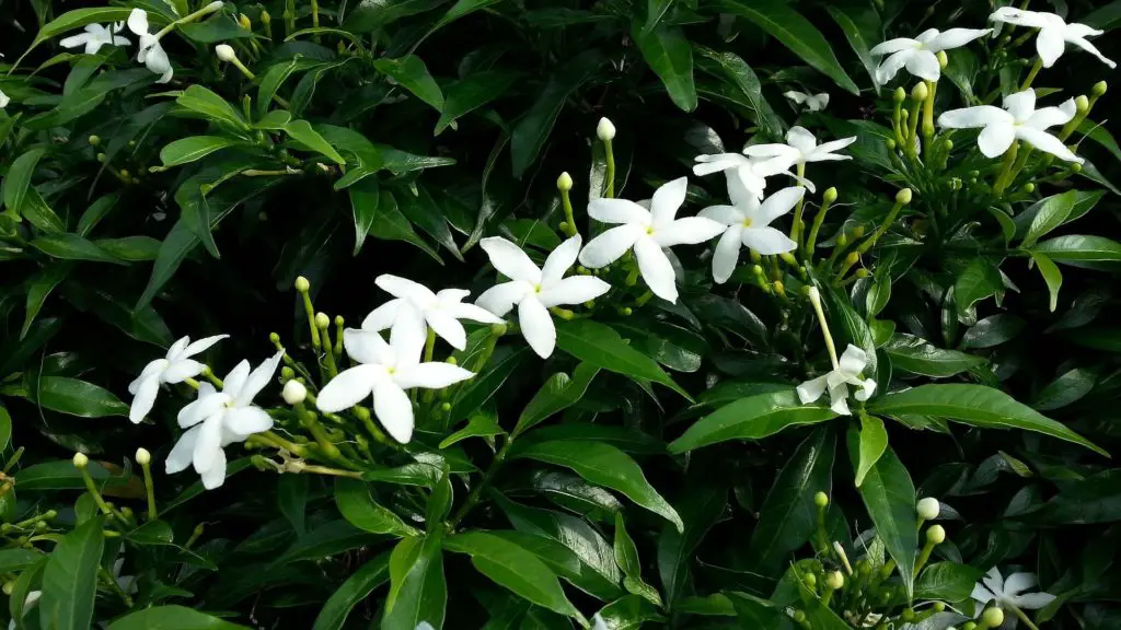 star jasmine plant 