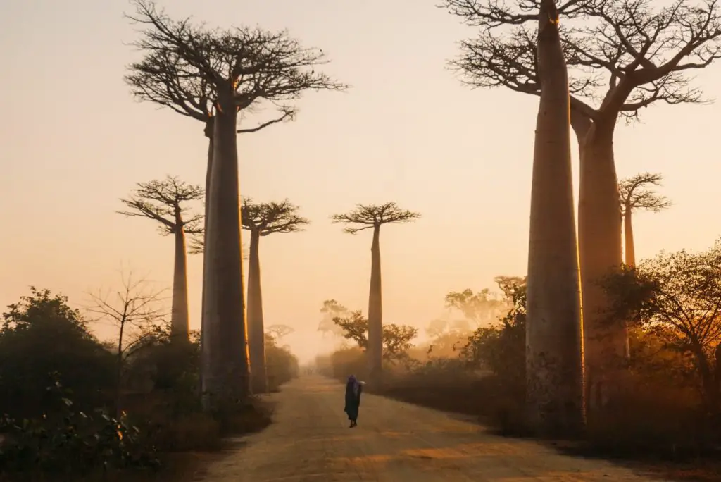 baobab tree is one of the plants in the savanna