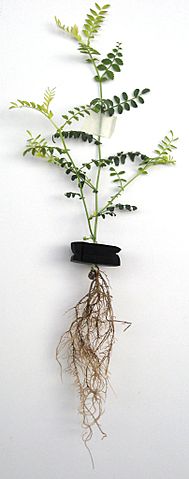 plant with root rot