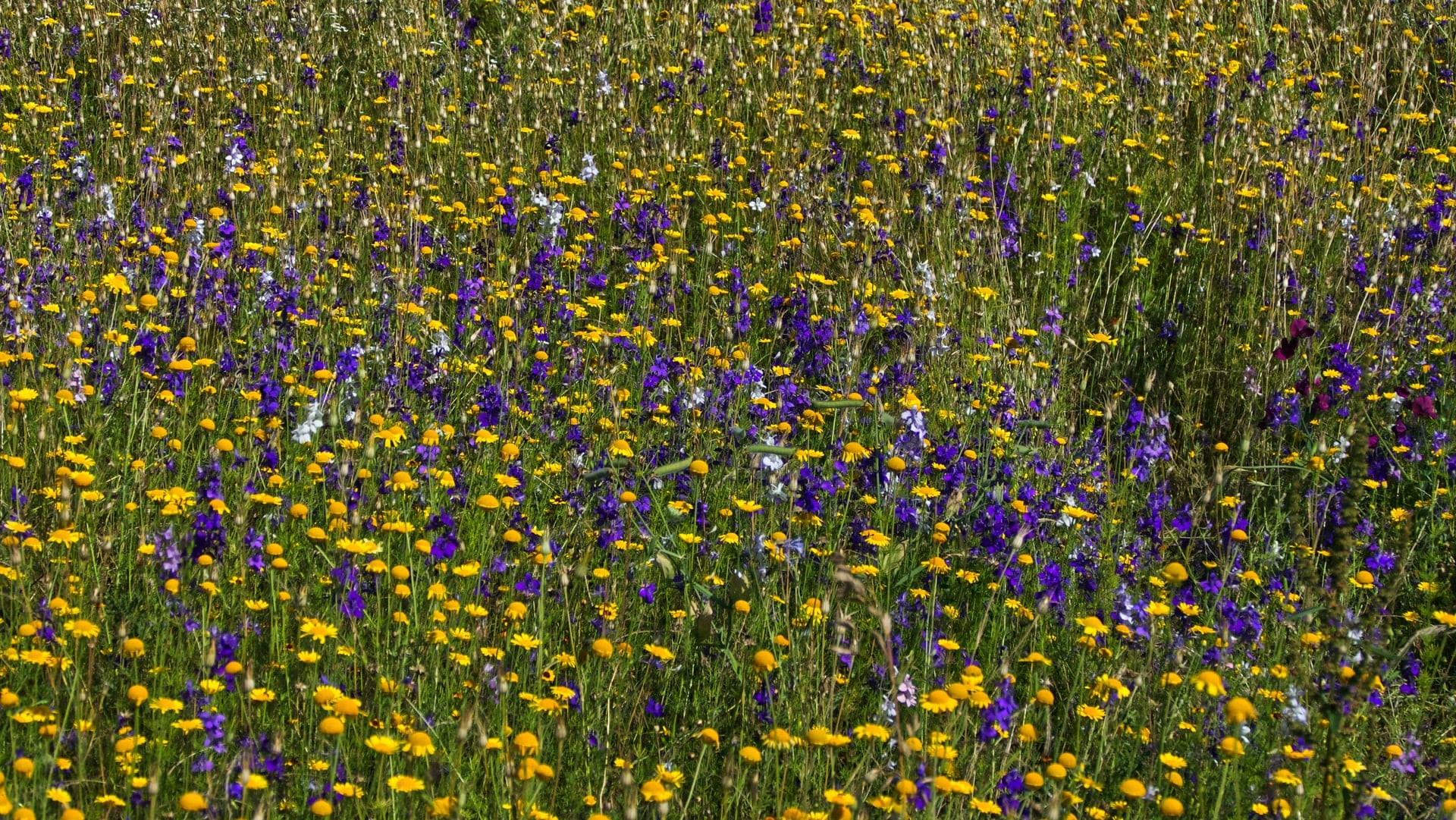 Plants in the grasslands: 5 common grassland's plants - City and Garden