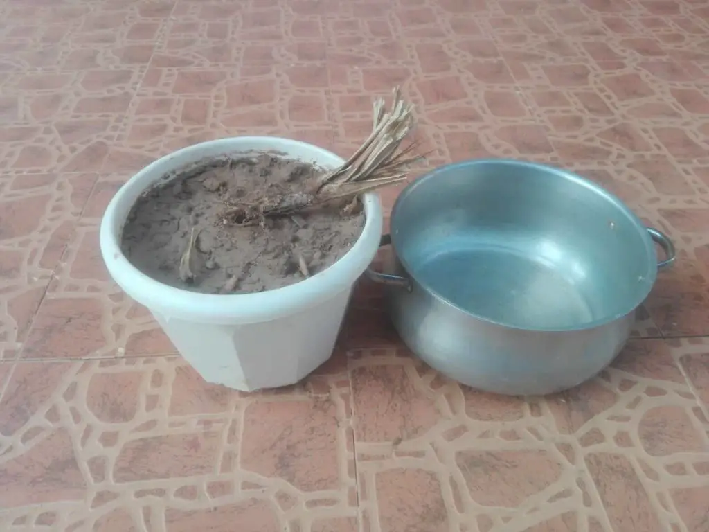 puting the soil with root in cooking pot in order to be sterilized and reused