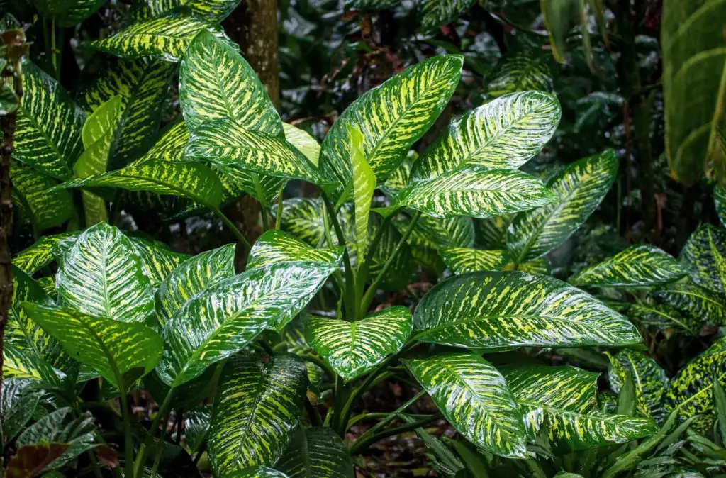 Chinese evergreen watered by rain in the forest