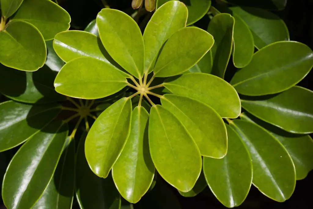 umbrella Plant known as Schefflera