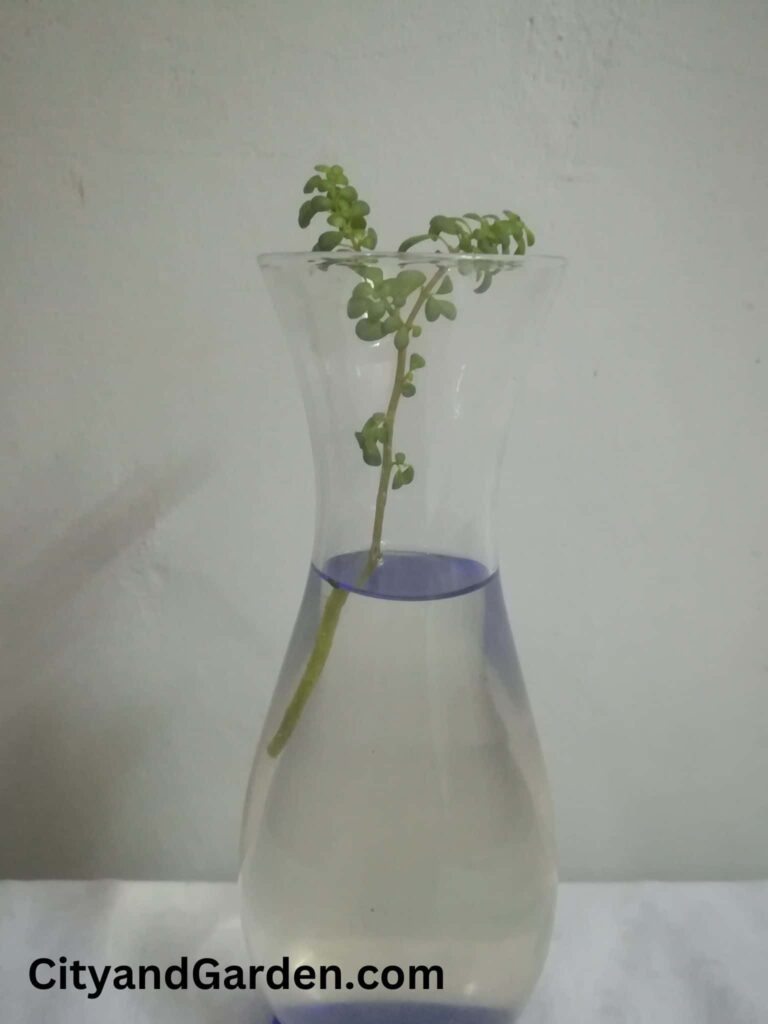 picture showing how to put string of pearls stem in water for propagation
