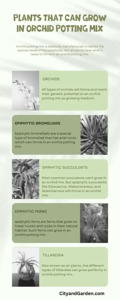 plants that can grow in orchid potting mix
