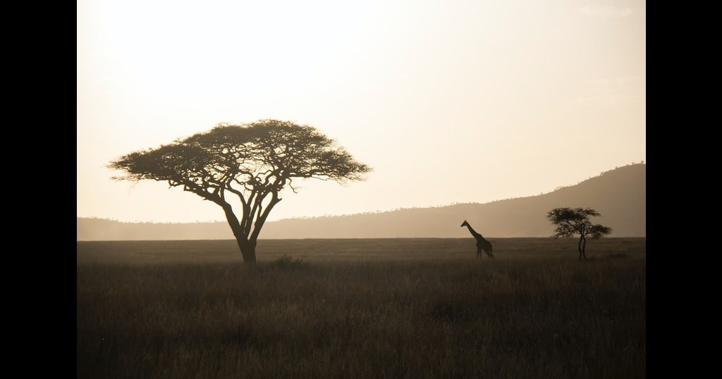 acacia tree in the savanna