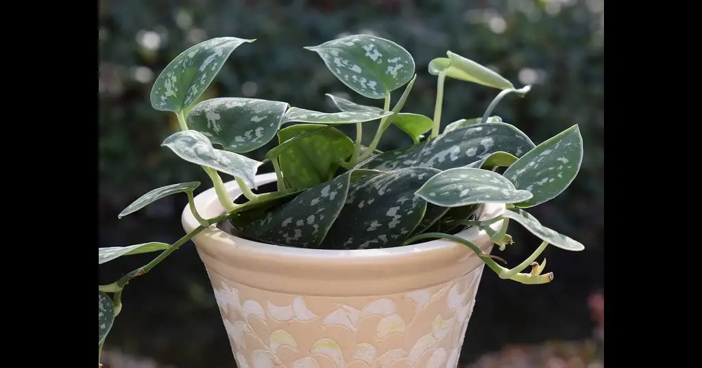 healthy philodendron that is not root bounded