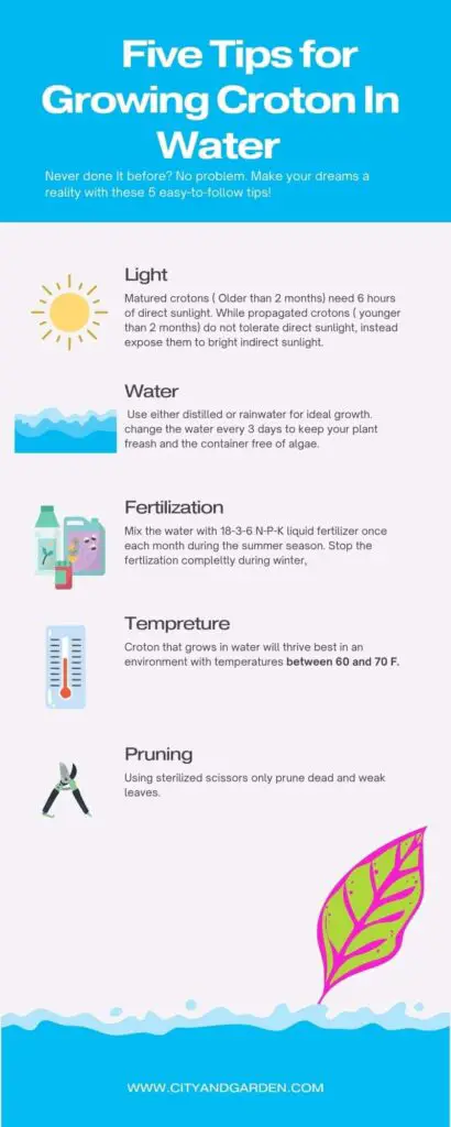 infographic showing tips for growing croton in water