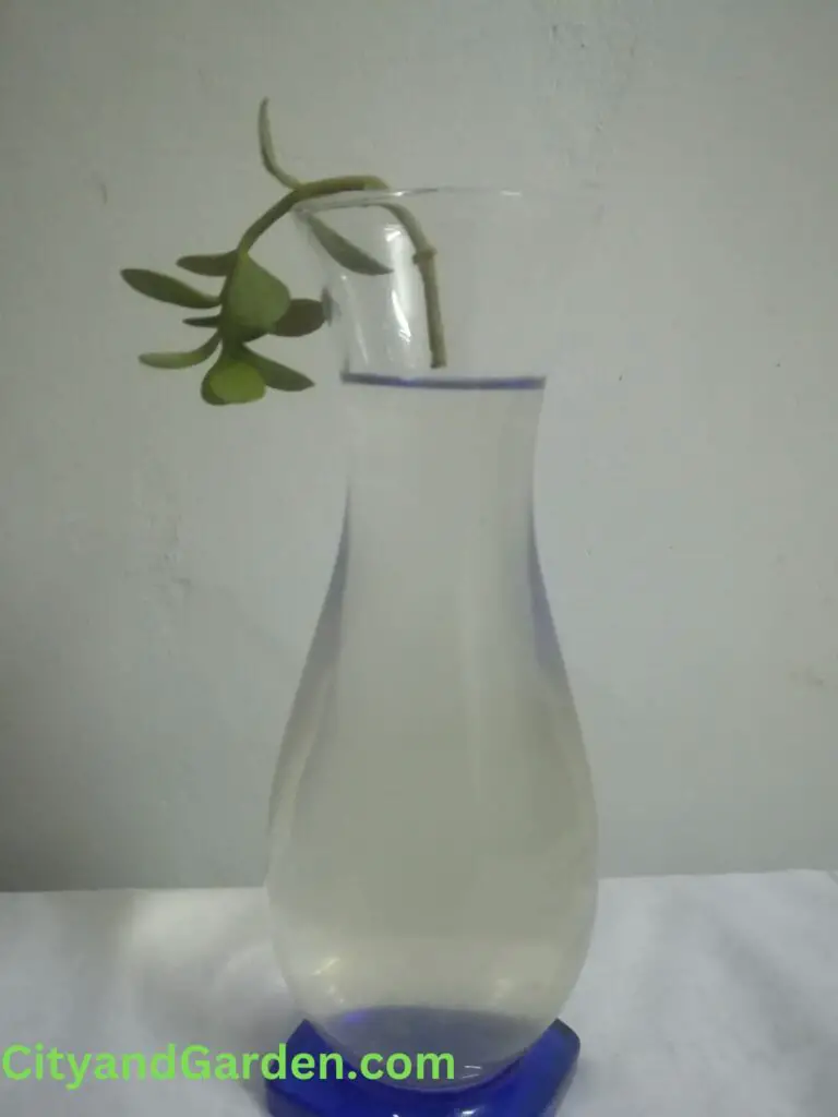 showing how to put jade plant stem in water for water propagation and growth.