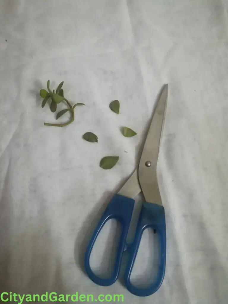 showing how to prepare jade plant stem for water propagation 