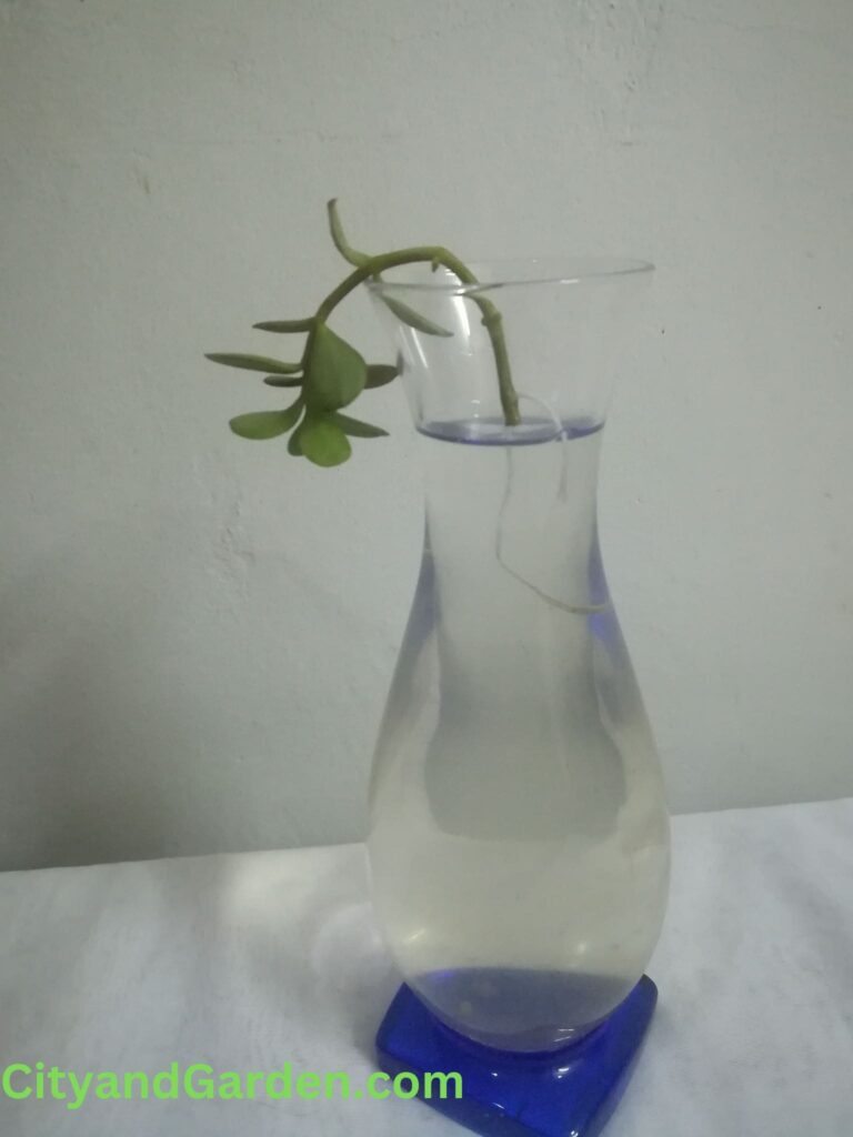 jade plant rooting in water after 3 to 4 weeks.