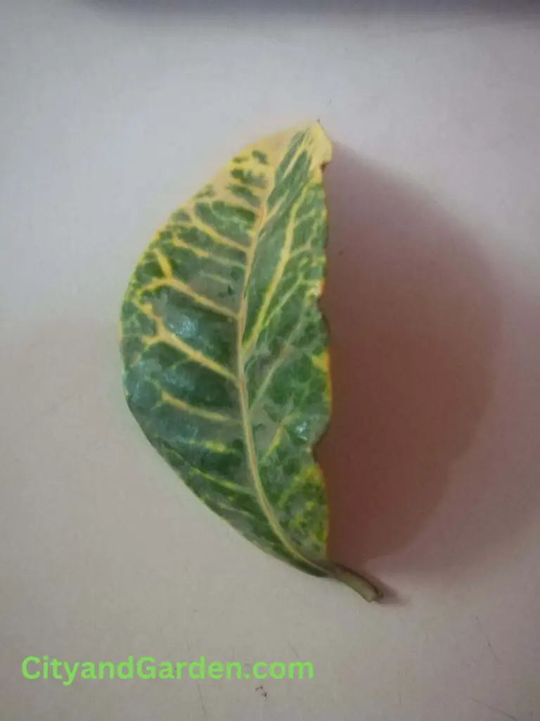 croton leaf for water propagation 