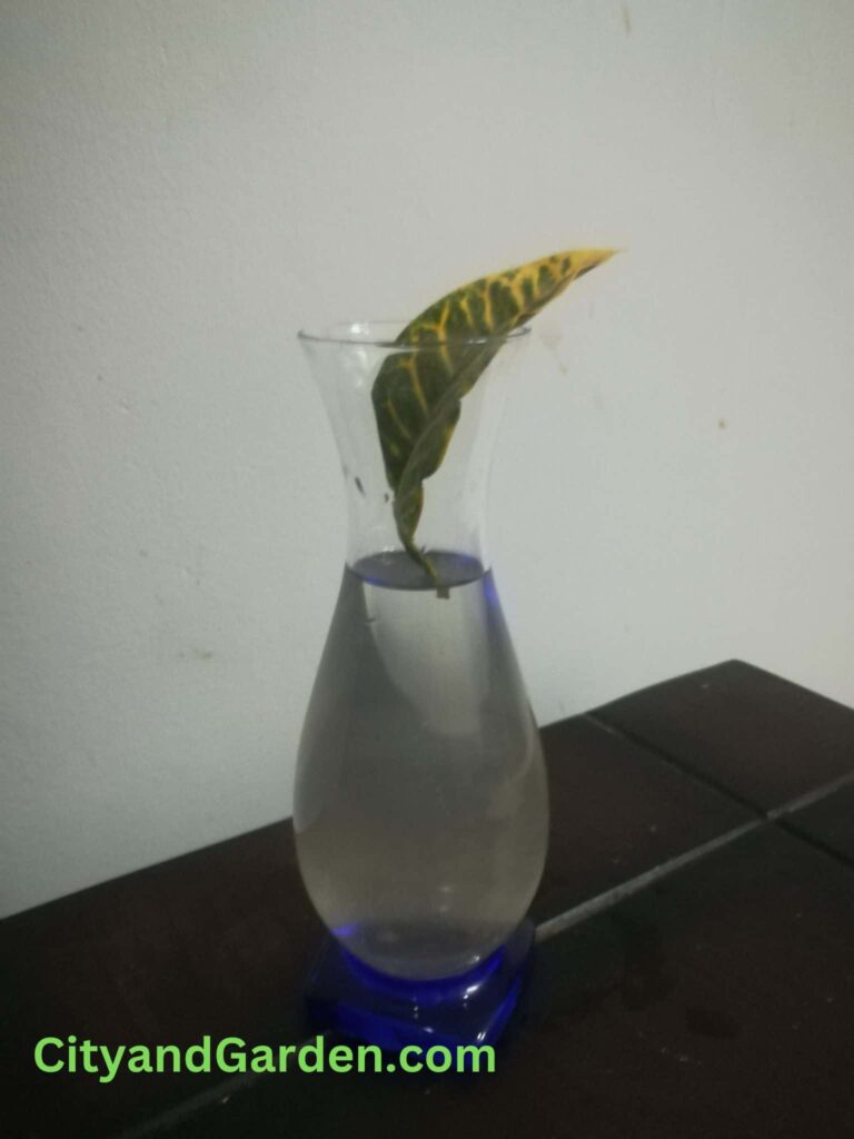 Image shows how to put croton leaf in water for water propagation and growth
