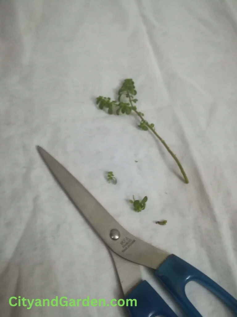picture showing how to prepare string of pearls stem cutting for water propagation