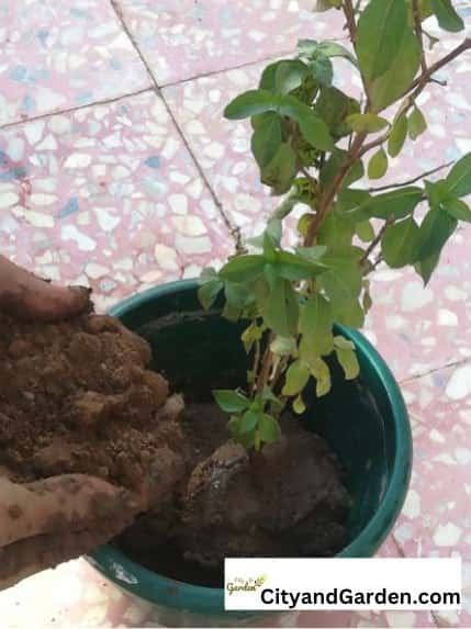image shows plant in new pot after repotting and adding soil to the pot