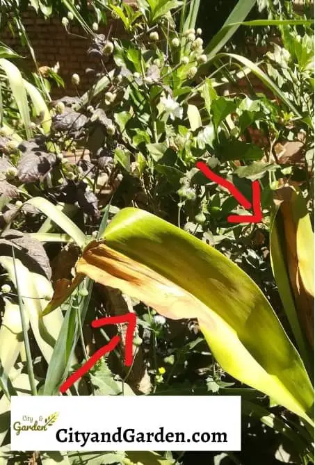 Image show a bird nest fern plant that has a whole yellow leaves caused by underwatering. 