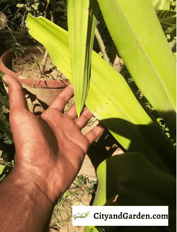 Image shows yellow leaves of bird nest fern plant
