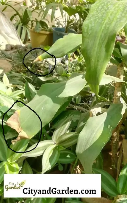 image shows bird nest fern that has yellow leaves edges that caused by overwatering