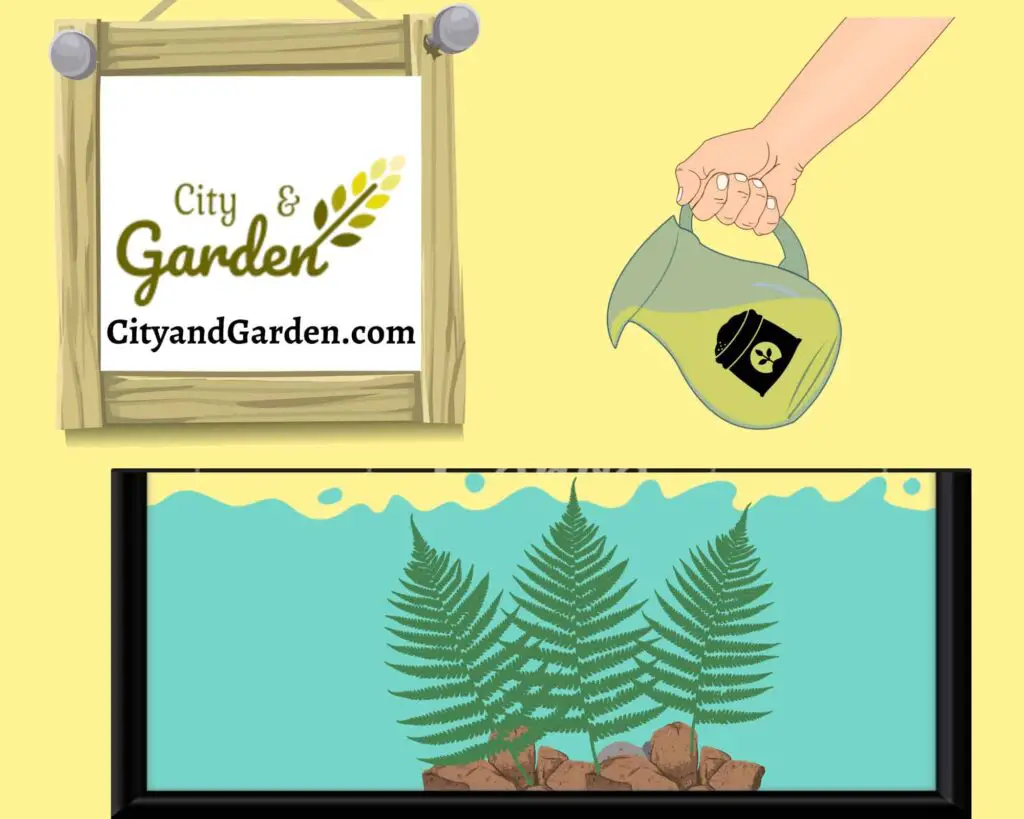 Image shows how to fertilize a fern growing in water by pouring a liquid water fertilizer in the fern water container