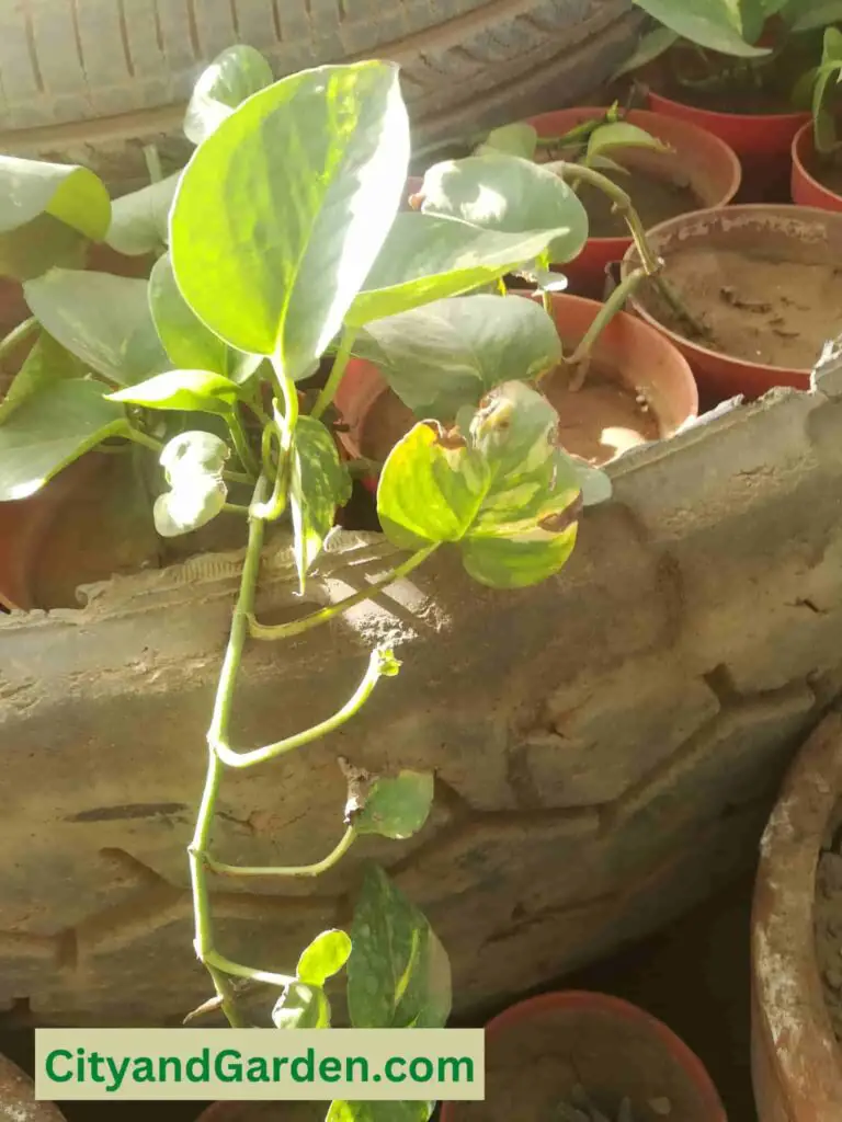Pothos living outside suffering from leaves burn because of direct sunlight