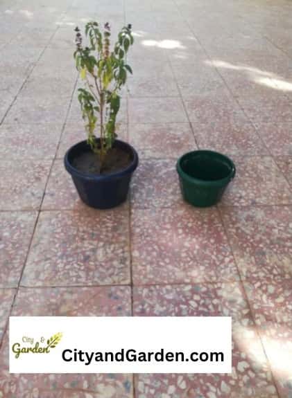 Image show potted plant next to one size smaller pot