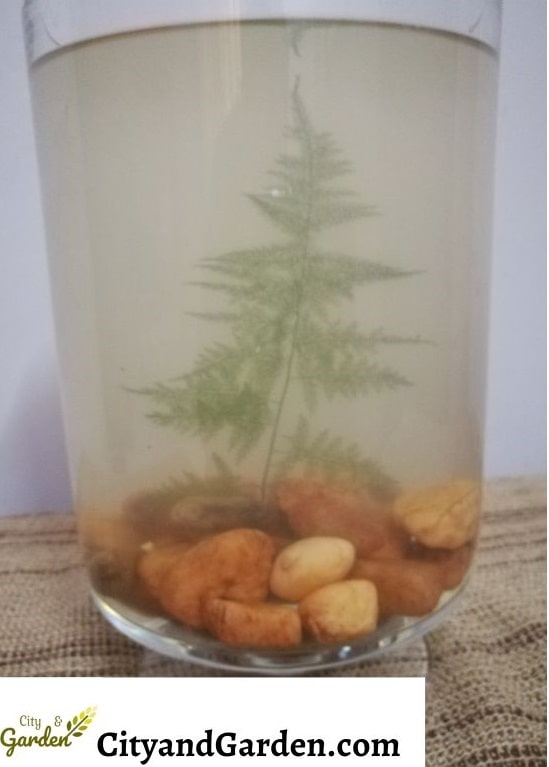 fern growing in water, Inside a container filled with water. And fern roots fixed by stones.