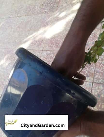 Image shows how to unpot a plant by holding the plant's stem then flipping the pot upside down