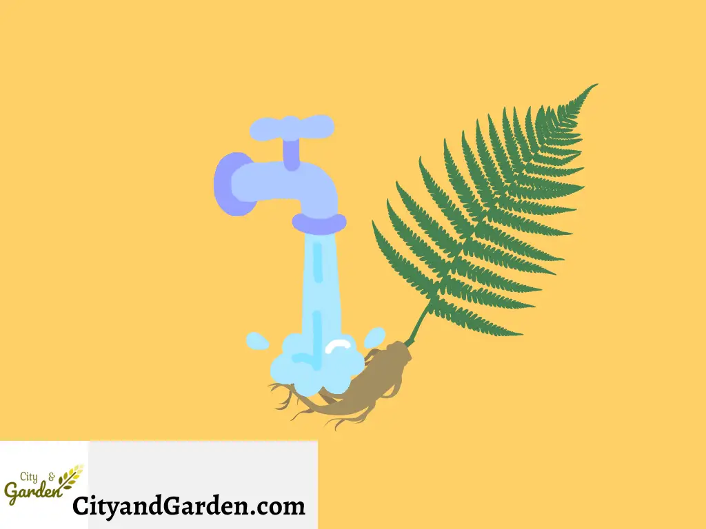 Image shows how to wash soil from the fern roots by putting the roots under water tap for the fern to be able to grow in water