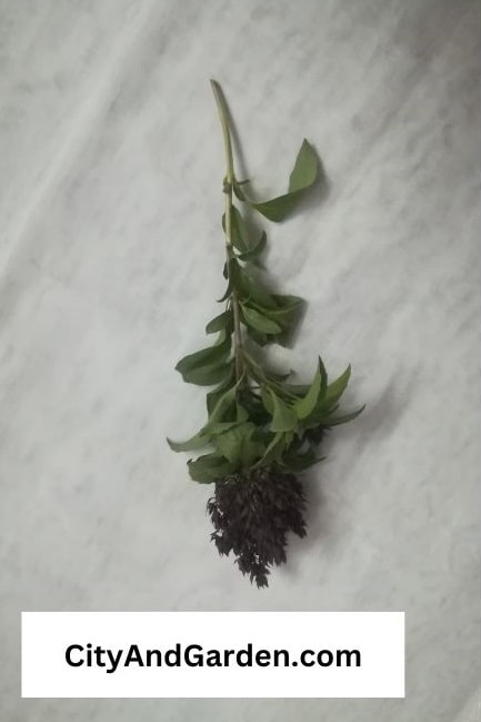 Image shows a 7 inches basil leaves that have fresh leaves which is suitable to be  propagated and grow in water